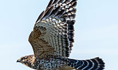 a flying red-shouldered hawk
