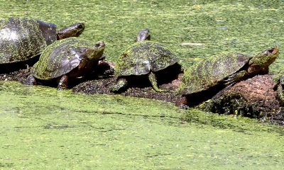 Pond turtles