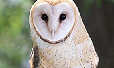 A barn owl looks at the camera. The owl is white and tan with a white, heart-shaped face outlined by golden-brown feathers