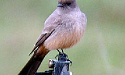 a Say's phoebe bird stand on a perch. The bird is rose to purple in color with a dark tail, wing tips, and beak.