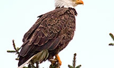 A bald eagle stands on the top of a pine tree