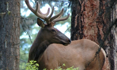 a rocky mountain elk amongst tall trees