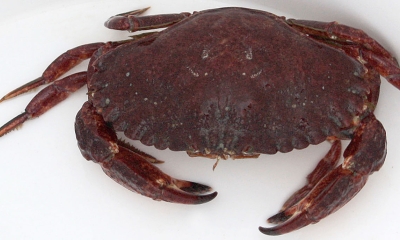 a red rock crab