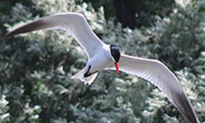 A Caspian tern flies above. The bird is white with black wing tips and a black cap.
