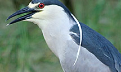 a black-crowned night heron