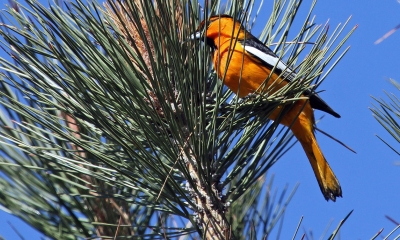 A Bullock's oriole sitting in a pine tree. The body is orange and the wings are black and white.