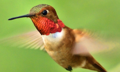 A rufous hummingbird flying. The bird is copper colored on the belly with bright green throughout the back and throat.