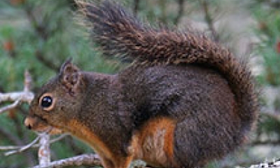 A Douglas squirrel stands on all fours on a pine branch