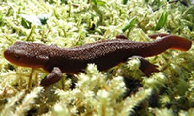 A photo of a rough skinned newt resting underwater on some vegetation