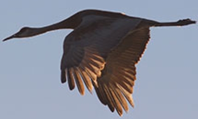 A sandhill crane in flight