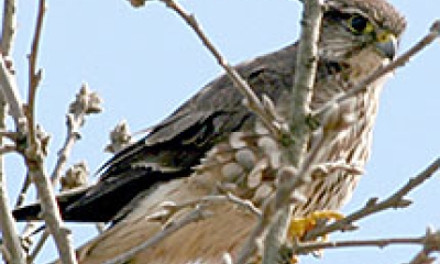 A prarie falcon