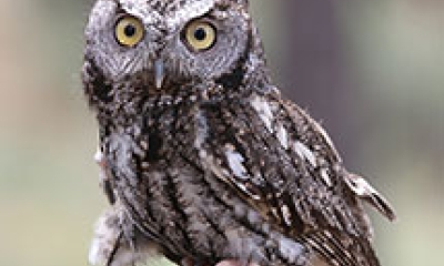 A western screech owl. It is dark brown and gray mottled with some white