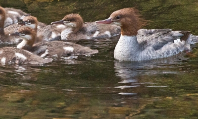 a family of red-breasted mergansers swim in shallow water