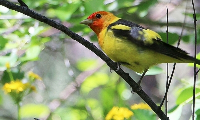 a western tanager sits among bright green leaves. The bird has a yellow body, black wings, and a red head