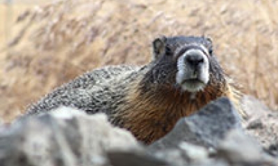 A yellow-bellied marmot peeks over the top of some large rocks.