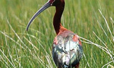 a white-faced ibis stands among tall grasses. It has a long neck and long, curved beak. The back of the bird is iridescent in the sunlight.