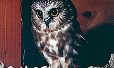 a saw whet owl sits in an owl box. The owl has a large head and is mottled brown and white