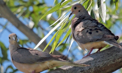 two mourning doves sit on a tree branch