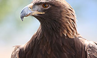 A close up on the shoulders and head of a golden eagle. The eagle is looking to the viewer's left.