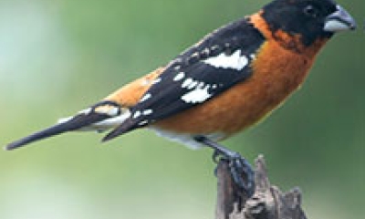A black-headed grosbeak. The body is orange and the wings and head are black
