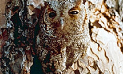 A flammulated owl is camouflaged against a tree trunk.