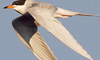 A Foster's tern flies by. It's wings are below it's body as it flaps.