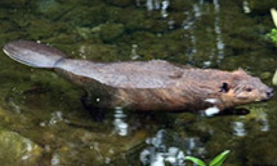 A beaver swims in a pond