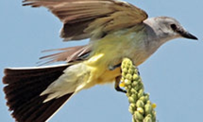 A kingbird spreads its wings as it balances on a perch.