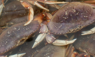 a bunch of dungeness crab are submerged in a tank