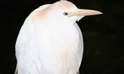 a cattle egret