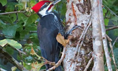 A pileated woodpecker stands on a tree trunk. Its body is black, its face has white stripes, and it has a bright red mohawk of feathers