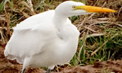 a great egret