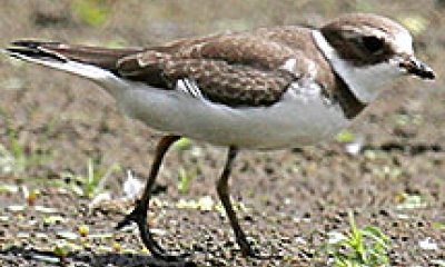 a semi palmated plover