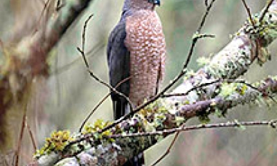 A Coopers hawk is perched in a tree. The wings are almost black and the front is buffy brown
