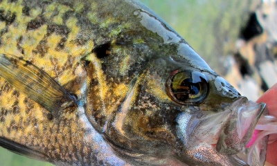Crappie  Oregon Department of Fish & Wildlife