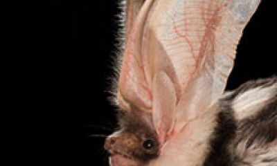 a spotted bat. The large ears are transluscent