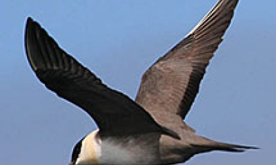 A long-tailed jaeger flies by with its wings outstretched