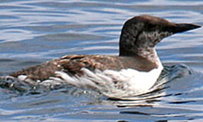 A common murre swims along