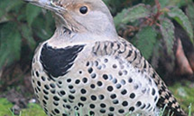 A Northern flicker stands on green grass. The bird is buffy gray with block pokadots on it's belly and chest. It has brown wings with black bars.