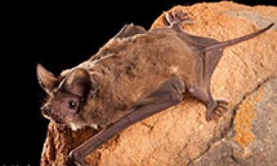 A Brazilian free-tailed bat clings to the side of a reddish rock
