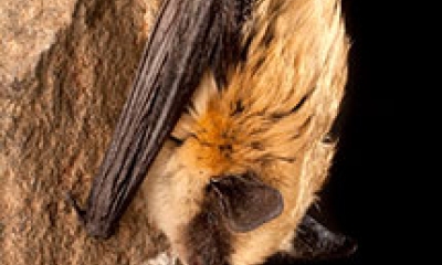 a western small-footed bat. The body is blonde with thick fur. The wings, ears, and face are dark brown and bald.