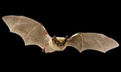 a flying fringed myotis bat