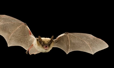 Fringed myotis bat