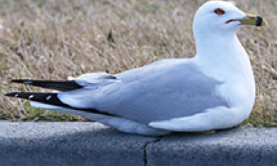 A ring-billed gull sits on a sidewalk curb