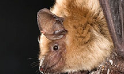 a big brown bat