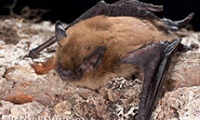 a California myotis bat