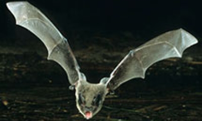 a flying long-legged myotis bat
