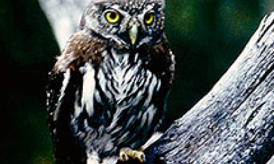 A pygmy owl
