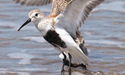A dunlin shorebird takes flight. It has a black belly, white along the sides and underneath the wings, and brown and black spots on the back and tops of wings