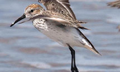 a sanderling bird takes flight